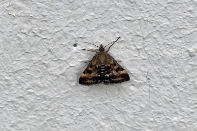 <i>Pyrausta despicata</i>