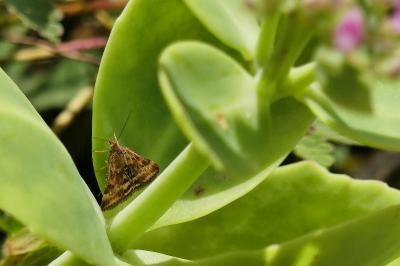 <i>Pyrausta despicata</i>