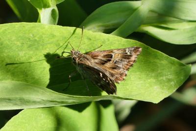 <i>Carcharodus alceae alceae</i>