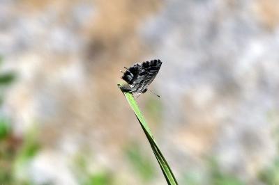 Brun du pélargonium 