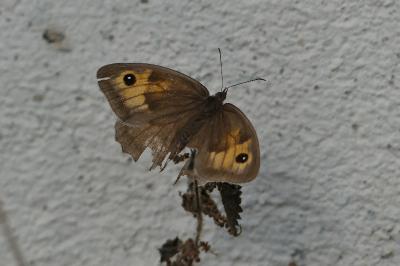Myrtil 