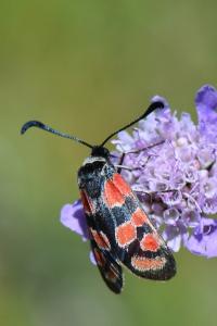 Zygène du Sainfoin 