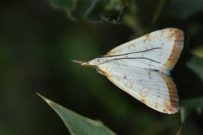 <i>Udea institalis</i>
