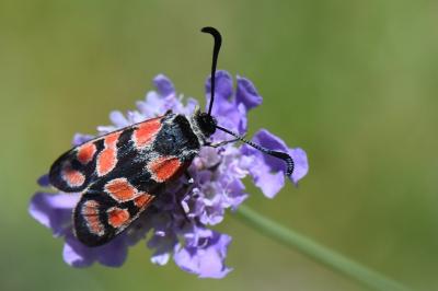 Zygène du Sainfoin 