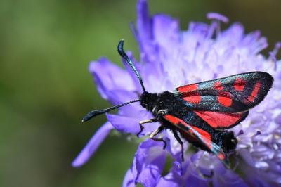 Zygène du Sainfoin 