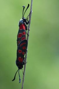 Zygène du Sainfoin 