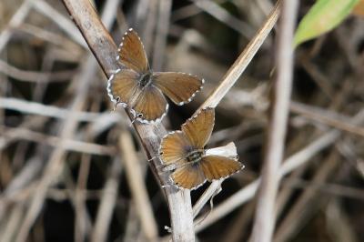 Brun du pélargonium 