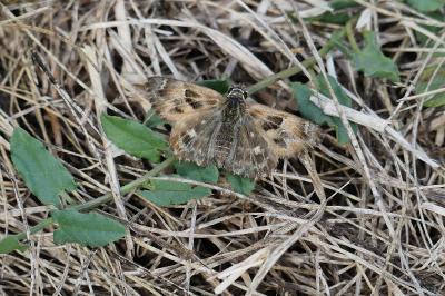 <i>Carcharodus alceae alceae</i>