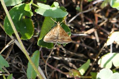 <i>Pyrausta despicata</i>