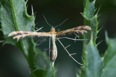<i>Oxyptilus</i>