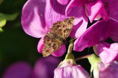 <i>Carcharodus alceae alceae</i>