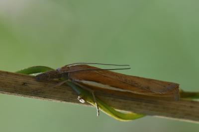 <i>Agriphila tristella</i>
