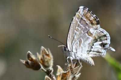 Brun du pélargonium 