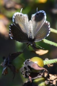 Brun du pélargonium 