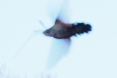 Moro-Sphinx 