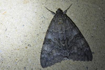 Catocala nupta