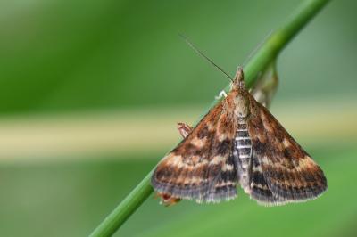 <i>Pyrausta despicata</i>