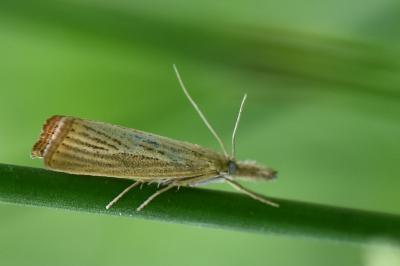 <i>Agriphila straminella</i>
