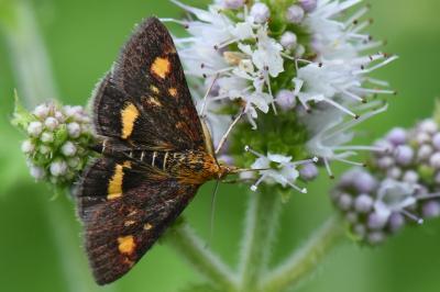 <i>Pyrausta aurata</i>
