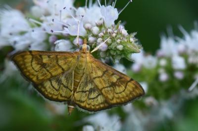 <i>Anania verbascalis</i>