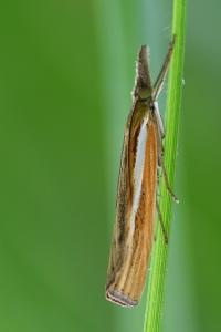 <i>Agriphila tristella</i>