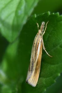 <i>Agriphila tristella</i>