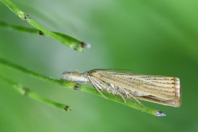 <i>Agriphila straminella</i>