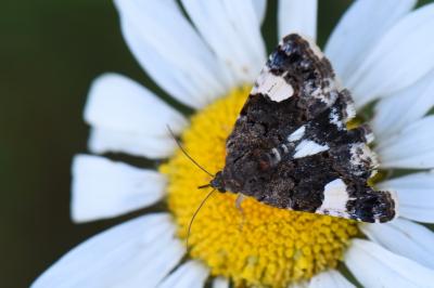 Noctuelle en deuil 