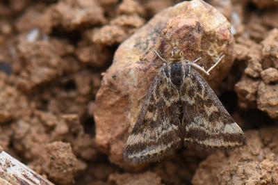 <i>Pyrausta despicata</i>