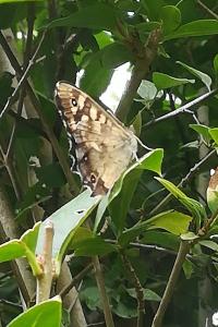 Tircis 