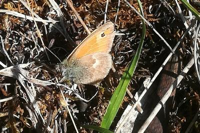 Fadet commun 