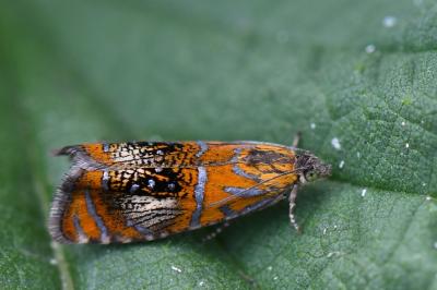 <i>Olethreutes arcuella</i>