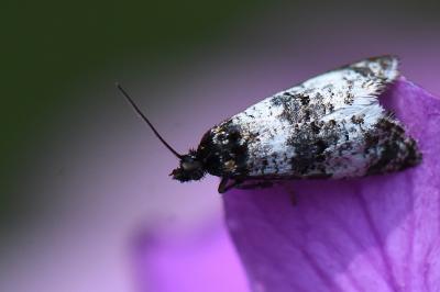 <i>Hysterophora maculosana</i>