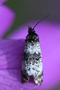 <i>Hysterophora maculosana</i>