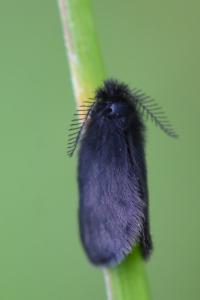 <i>Epichnopterix</i>