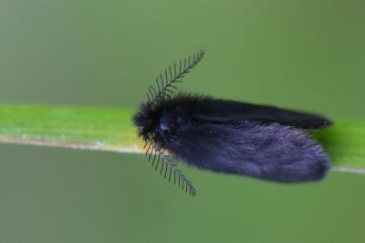 <i>Epichnopterix</i>