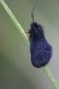 <i>Epichnopterix</i>