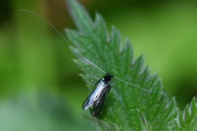 <i>Adela reaumurella</i>