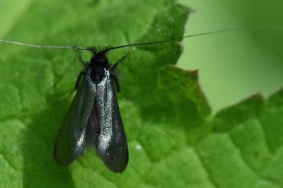 <i>Adela reaumurella</i>