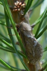 Louvette 
