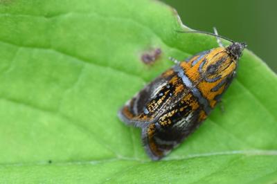 <i>Olethreutes arcuella</i>