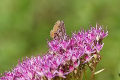 Brun du pélargonium 