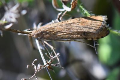 <i>Nomophila noctuella</i>