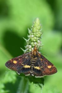 <i>Pyrausta aurata</i>