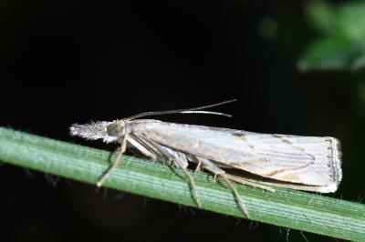 <i>Agriphila geniculea</i>