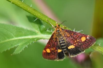 <i>Pyrausta aurata</i>