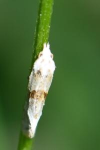 <i>Cochylimorpha straminea</i>