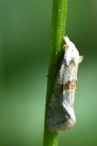 <i>Cochylimorpha straminea</i>