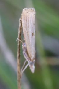 <i>Agriphila inquinatella</i>