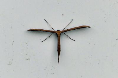 <i>Emmelina monodactyla</i>